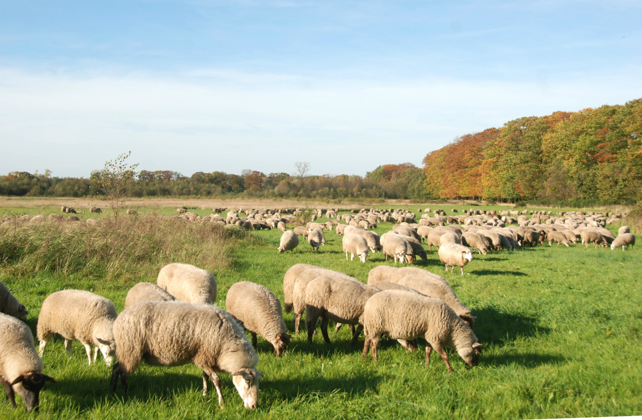 Schapen beschermen tegen wolven