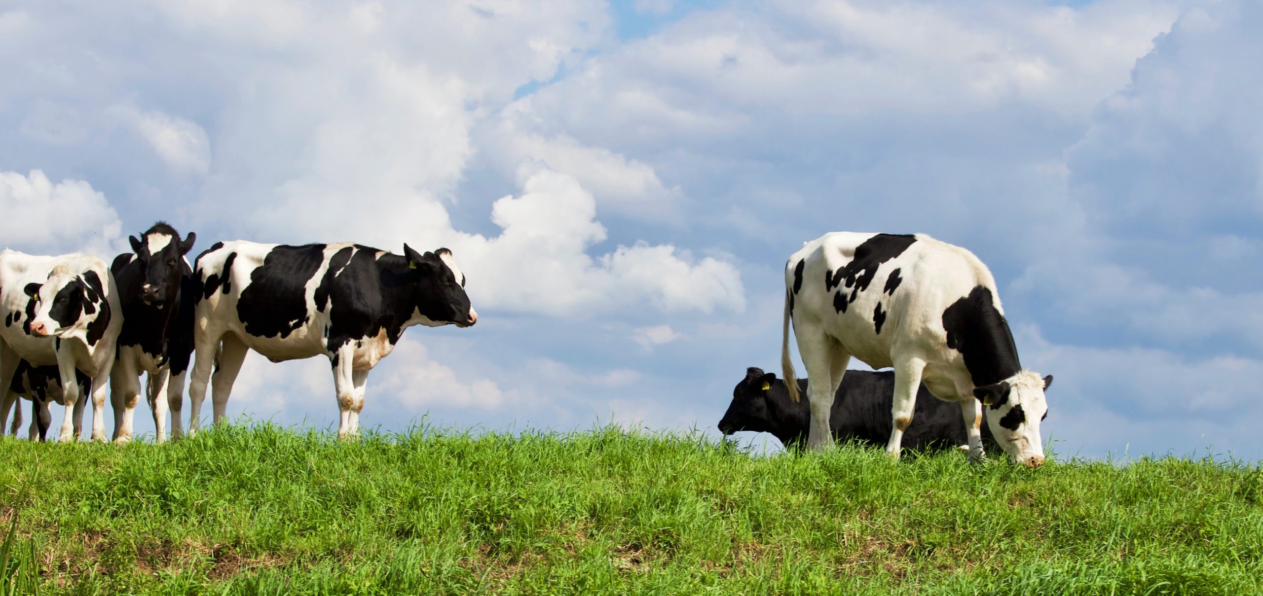 Lokale veehouderij niet de grootste bron van fijnstof op leefniveau