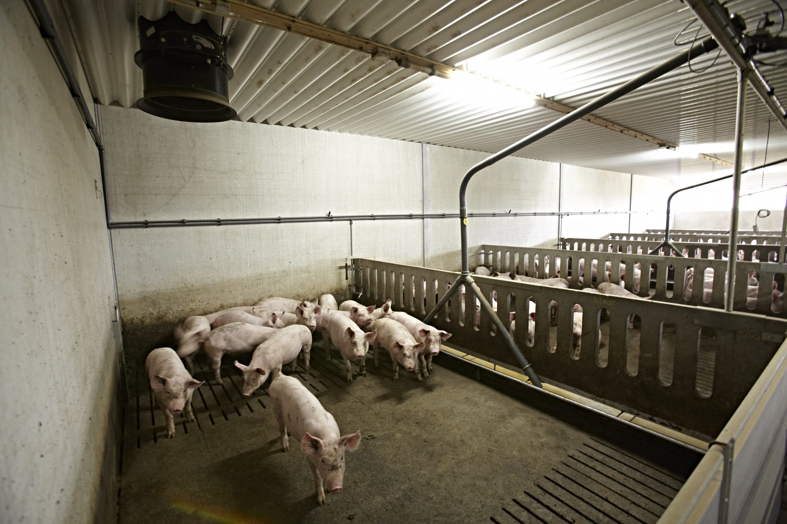 Nederlandse diervoedersector loopt voorop in gebruik duurzame soja