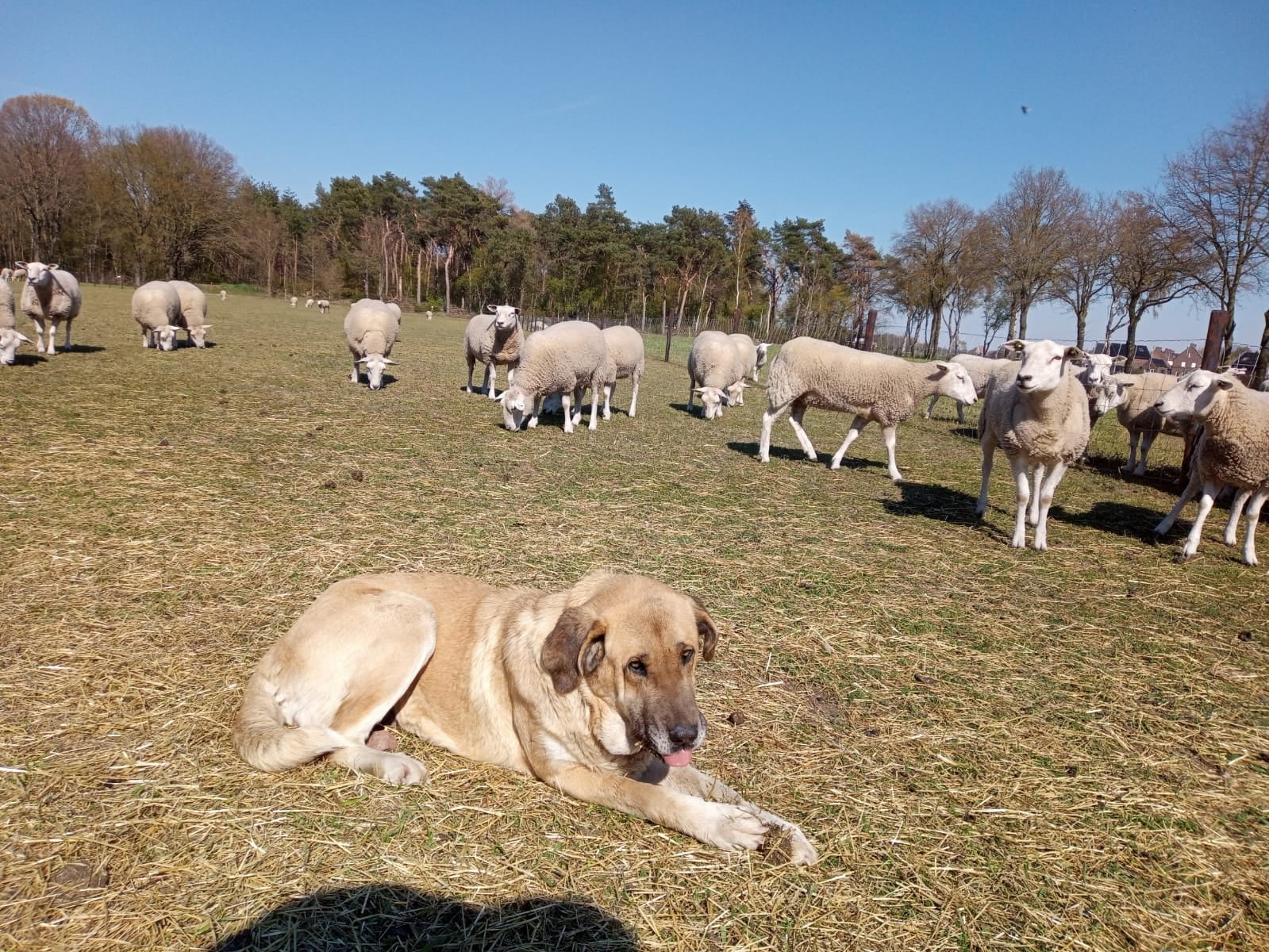 Charlie en Joy bewaken schapen