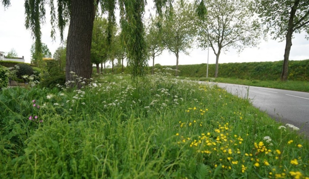 Denk mee over ecologisch bermbeheer in Weert