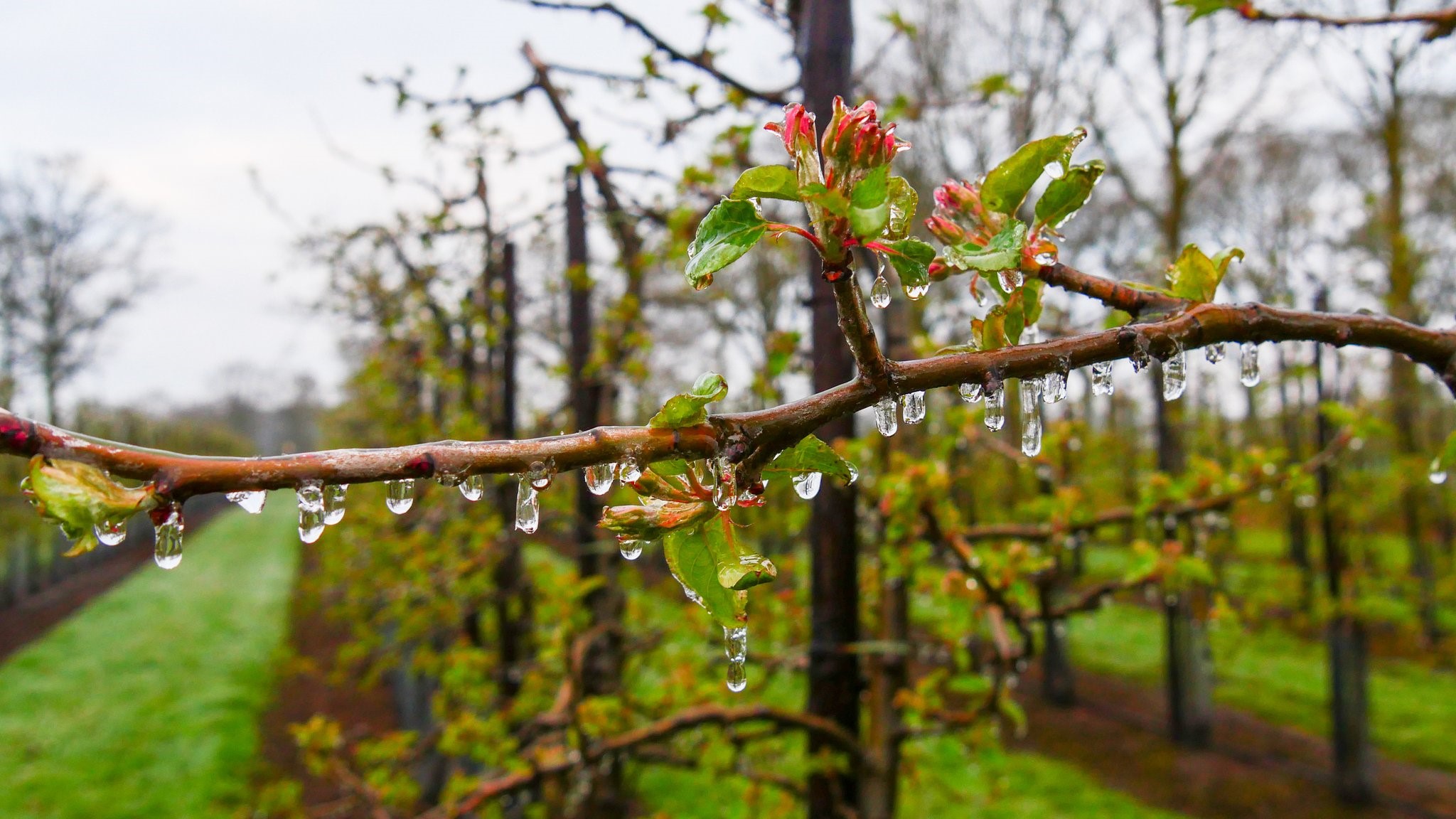 Fruittelers beregenen om bloesem te beschermen