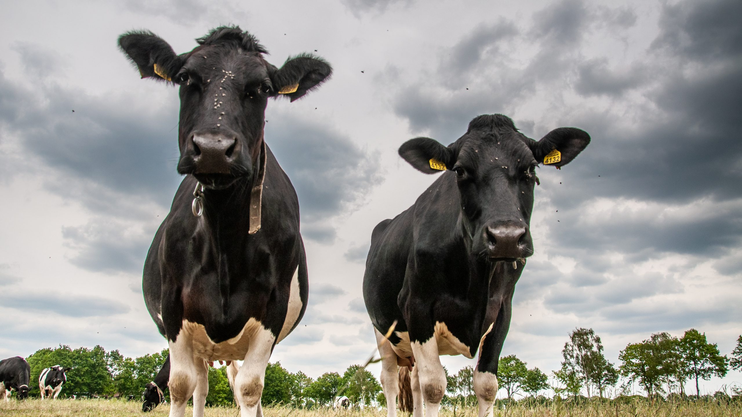 Gezamenlijk voorstel LTO, natuur- en ondernemersorganisaties om uit stikstofimpasse te komen