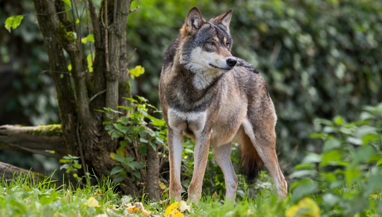 Wolfwerende afrastering niet voldoende