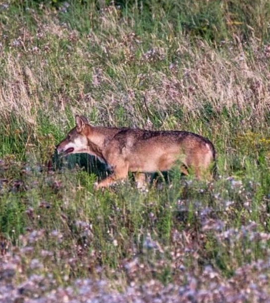 Wolf in Weert