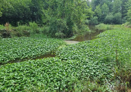 Grote waternavel bedreigt beken in Weert