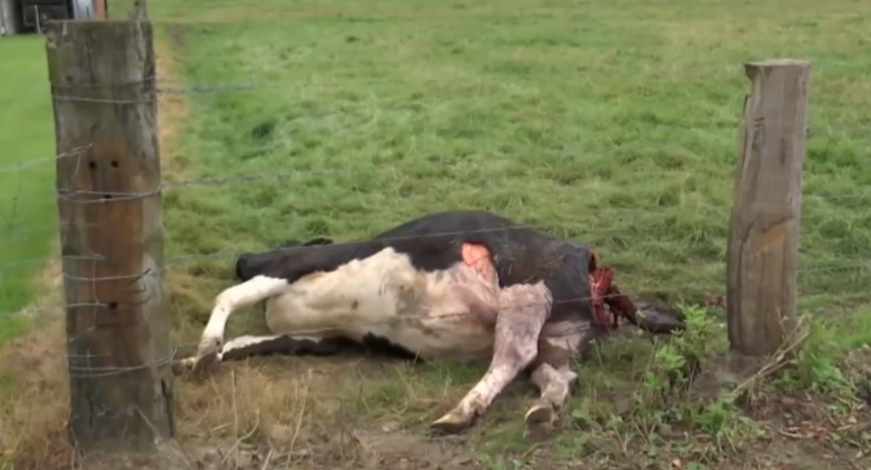 Wolf bijt koe dood in Meeuwen