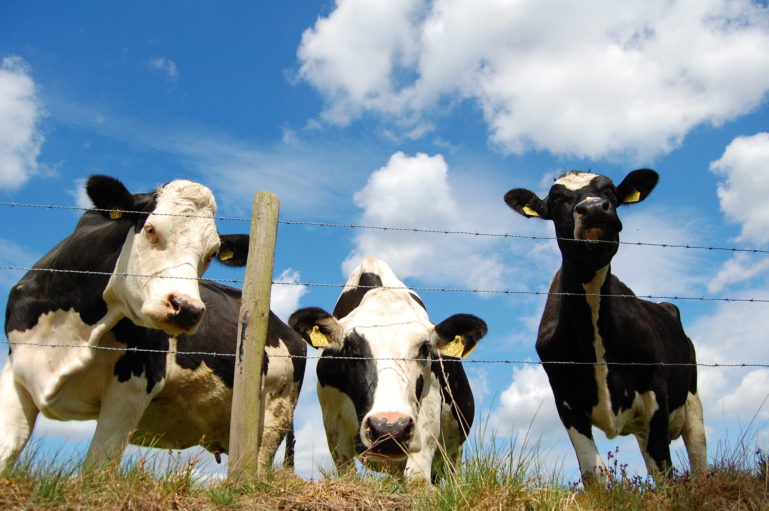 Aantal melkveehouderijen in Limburg loopt hard terug