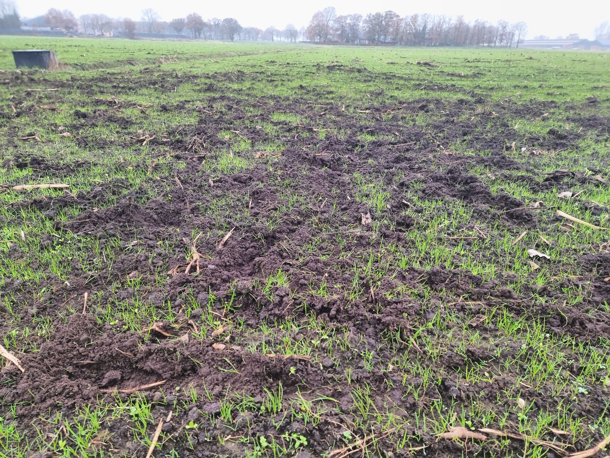 Schade aan landbouwpercelen door wilde zwijnen