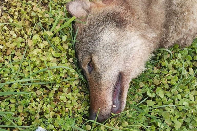 Dode wolf ge­von­den op A2 bij Ne­der­weert