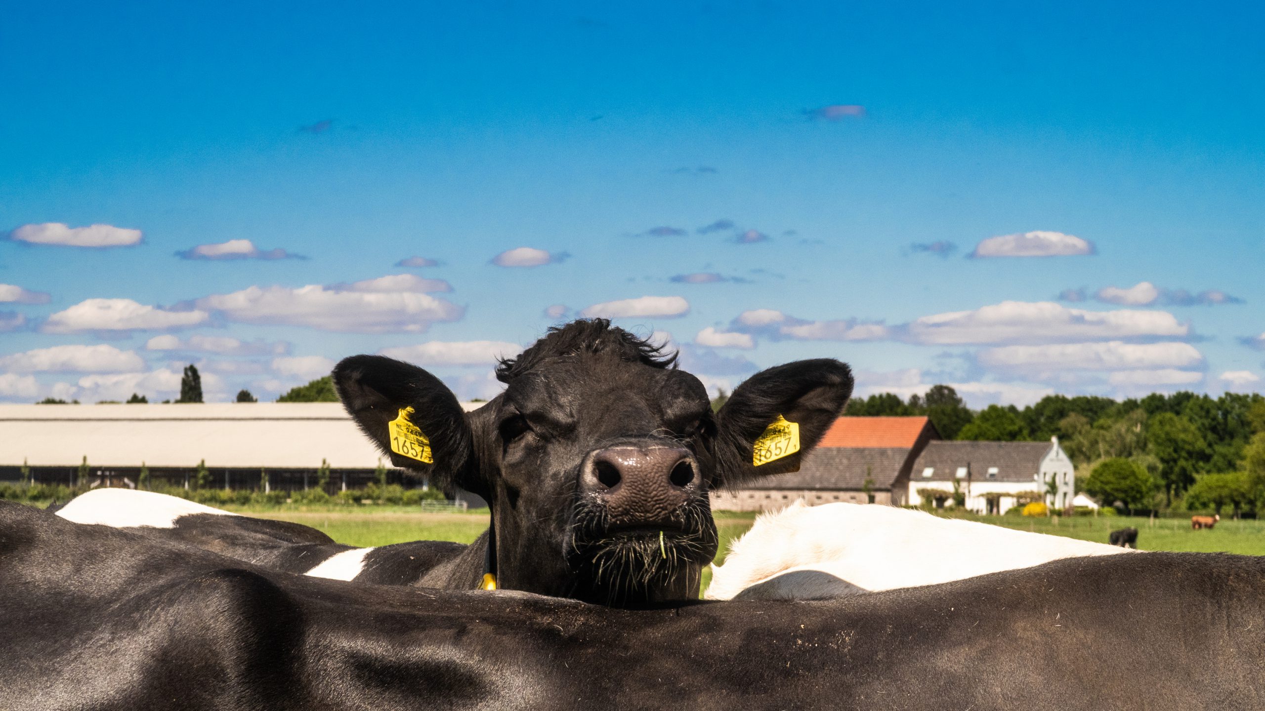 Grootschalige kaalslag op het platteland dreigt