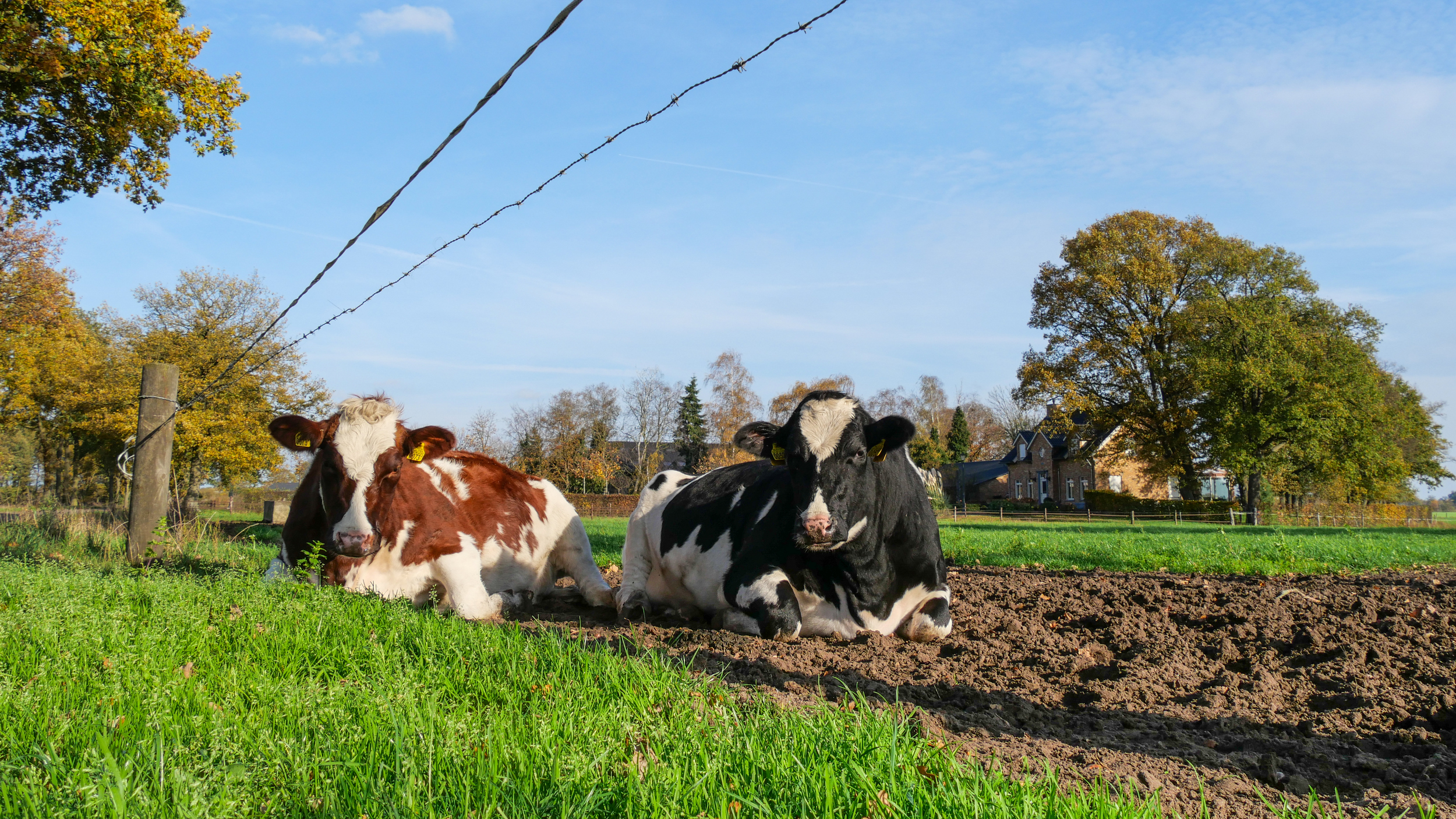 Kabinet is totaal de weg kwijt