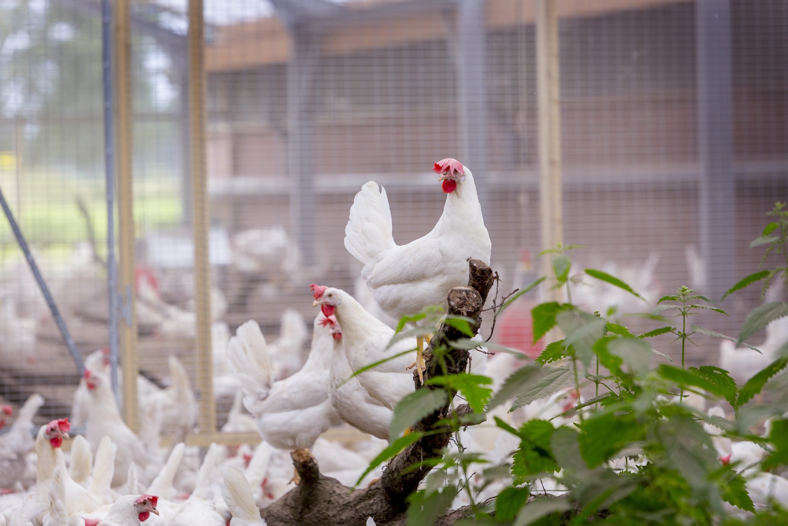 Ophokplicht pluimvee deels ingetrokken