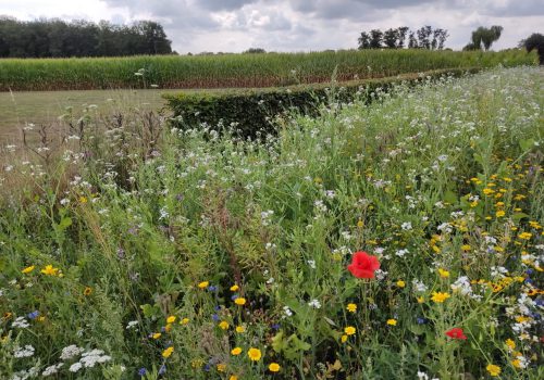 Fleurige akkerranden op de Weertse landbouwgronden voor het insectenvoorbestaan