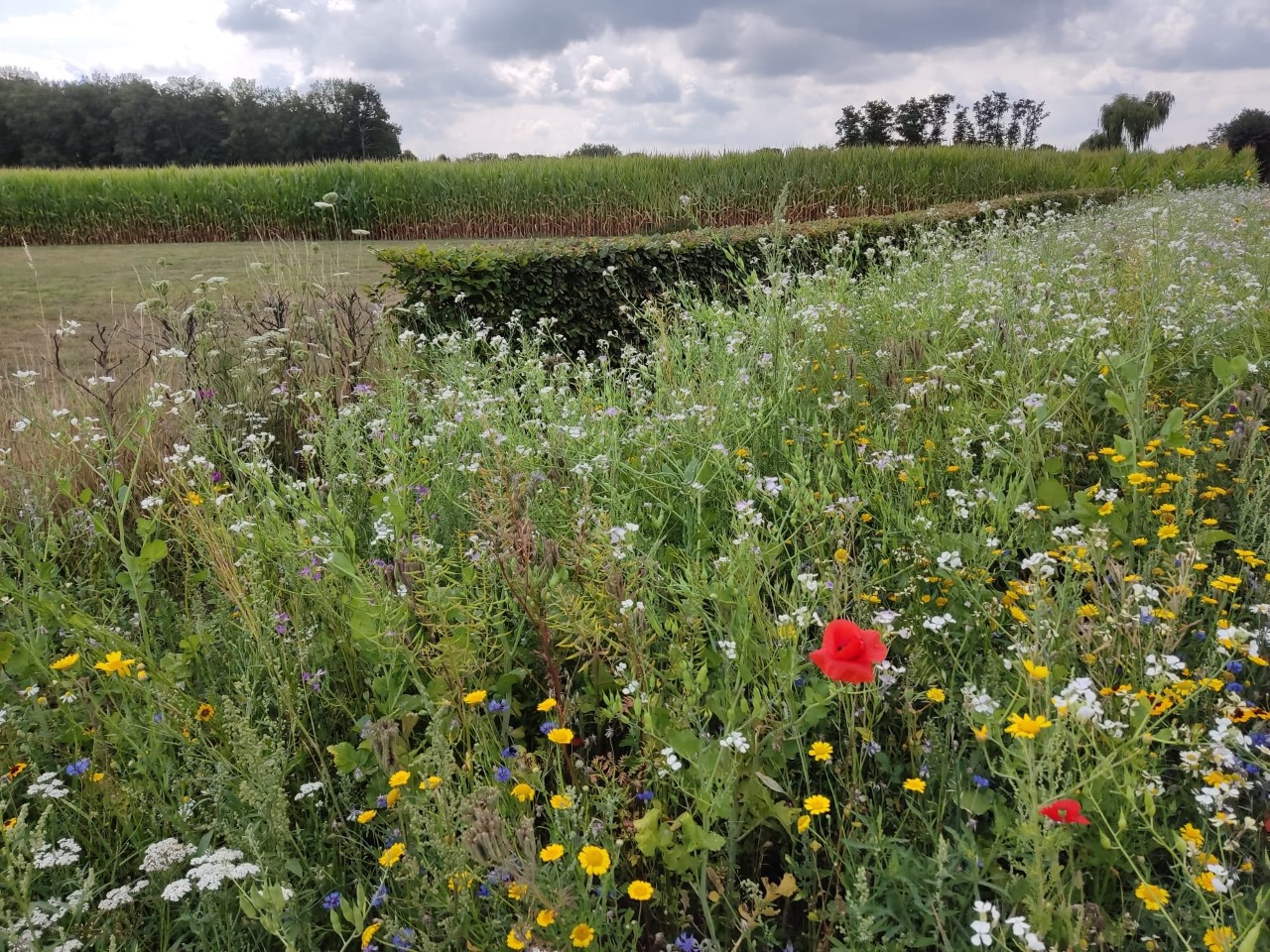 Fleurige akkerranden op de Weerter landbouwgronden voor het insecten voortbestaan