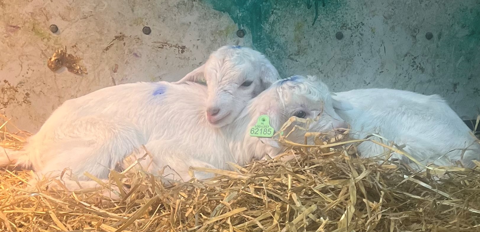 ‘Het verzorgen van lammetjes blijft geweldig, ongeacht hoe vaak je het doet’