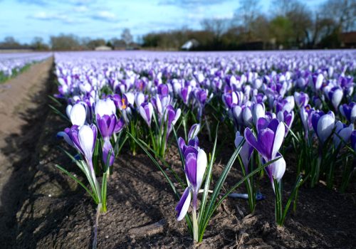 De lente kleurt paars!