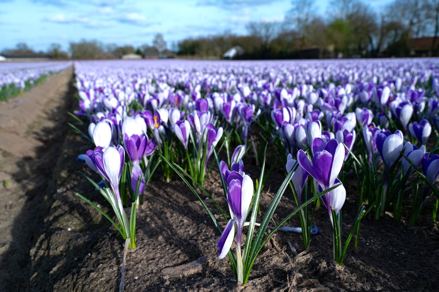 De lente kleurt paars!